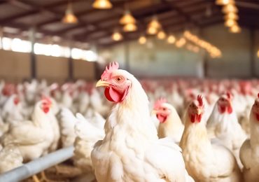 Bird flu forces Cal-Maine to halt production at facility