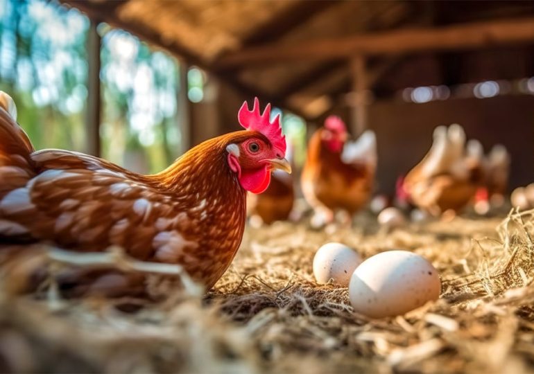 Post sheds light on avian influenza setback