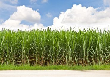 Last sugar cane grower in Texas to close