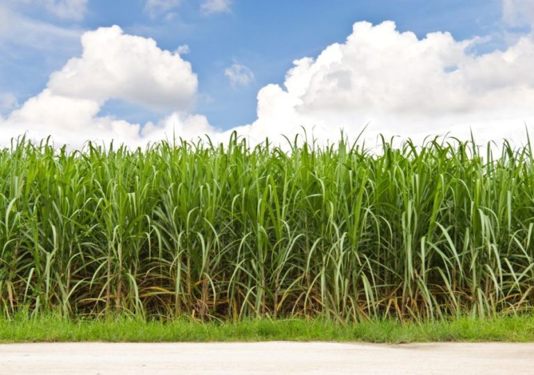Last sugar cane grower in Texas to close